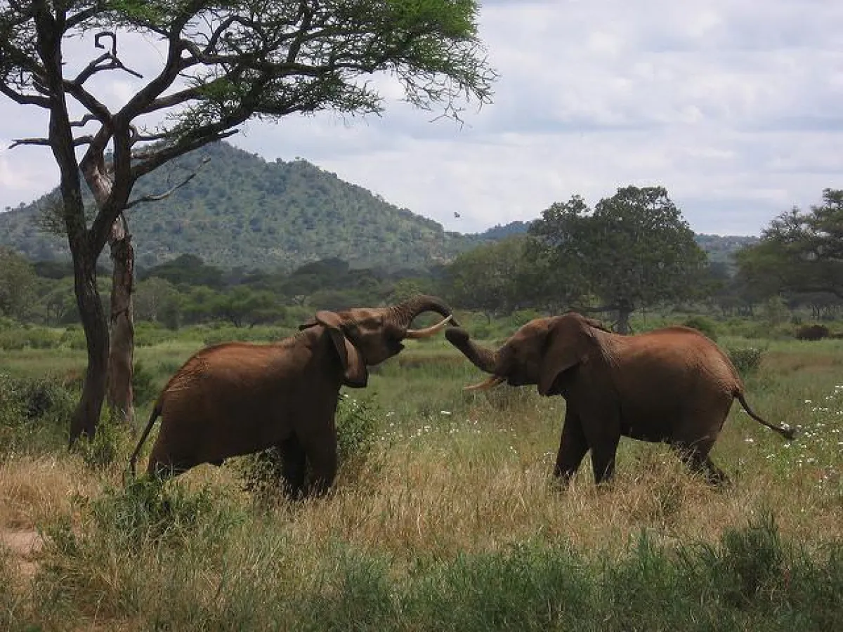 flickr.com/ aj82/ (CC BY-SA 2.0)