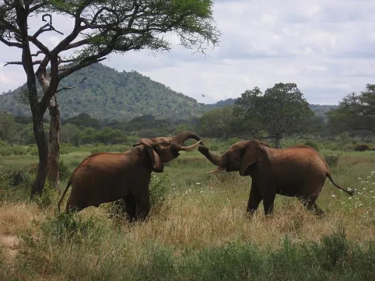 Bild: Elfenbein: Handel gefährdet nach wie vor Elefanten