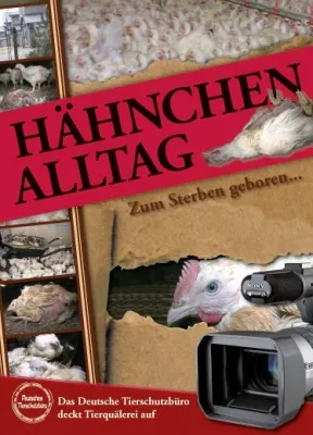 Bild: TIERSCHUTZBÜRO stellt aktuelle Videodokumentation vor: „Hähnchenalltag – zum Sterben geboren“
