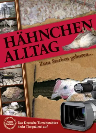 TIERSCHUTZBÜRO stellt aktuelle Videodokumentation vor: „Hähnchenalltag – zum Sterben geboren“ Bild: TIERSCHUTZBÜRO stellt aktuelle Videodokumentation vor: „Hähnchenalltag – zum Sterben geboren“