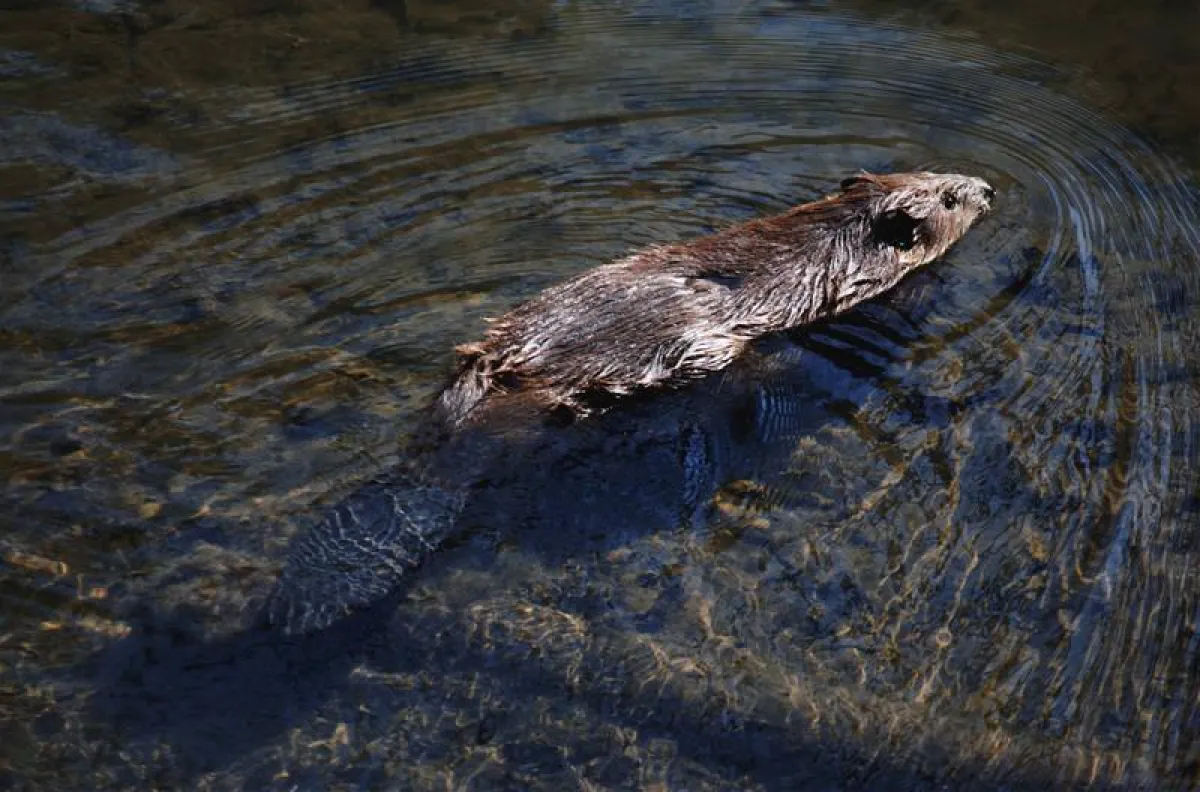 Ein Biber schwimmt durch die Sinn. Bild: Naturefund