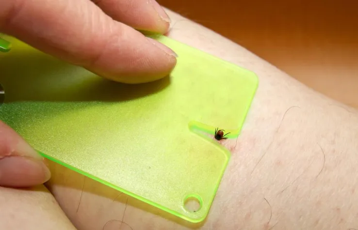 Bild: Gefährliche Blutsauger: Zecken