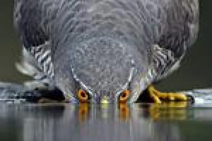 Vogelfotografie intensiv in Ungarn Bild: Vogelfotografie intensiv in Ungarn