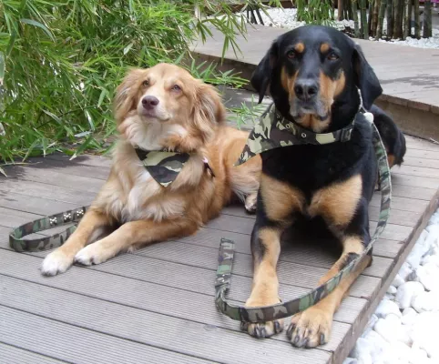 Bild: Supermodel auf vier Pfoten