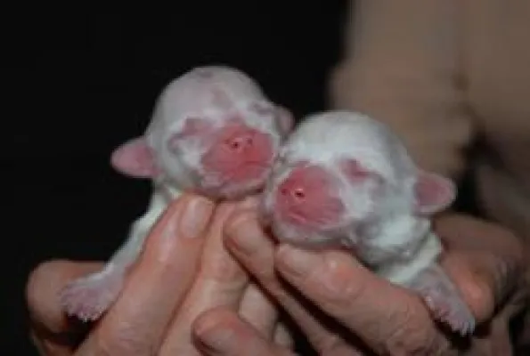 Bild: Coton de Tuléar Welpen vom Champion - Amélie Belle bringt zwei Rüden zur Welt