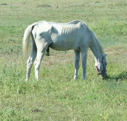 Bild: Deutsche Türkei Zeitung: Tierquälerei in Side aufgedeckt