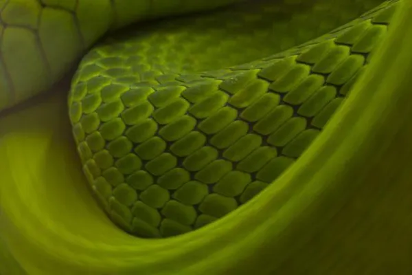 Bild: Mit gespaltener Zunge – Reptilienfotografie im TerraZoo Rheinberg