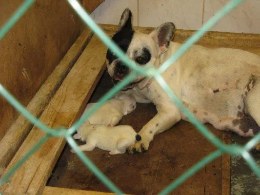 Bild: Bund Deutscher Tierfreunde warnt vor Abzocke beim Welpenkauf