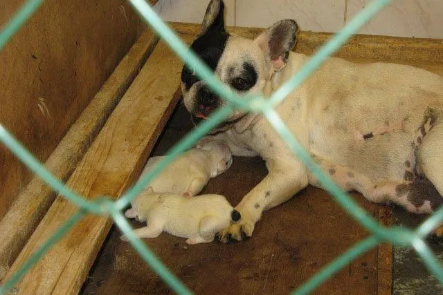 Bund Deutscher Tierfreunde warnt vor Abzocke beim Welpenkauf Bild: Bund Deutscher Tierfreunde warnt vor Abzocke beim Welpenkauf