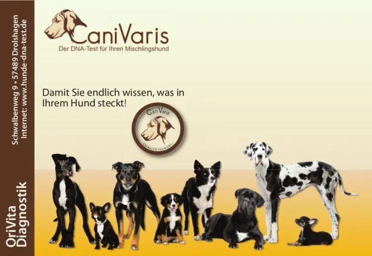 Bild: CaniVaris - „Der“ DNA-Test für Mischlingshunde mit erweitertem Service und Sonderaktion