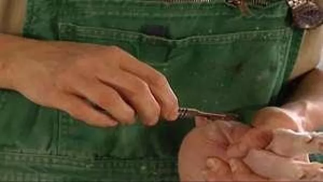 Bild: Ferkelkastration und Mast von Ferkeln ohne Betäubung: Fotos und Bildmaterial auf tierschutzbilder.de