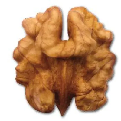 Bild: Allgemeinbildung nachschlagen und lernen. Schnell, einfach, übersichtlich. Mit Taschenhirn.de