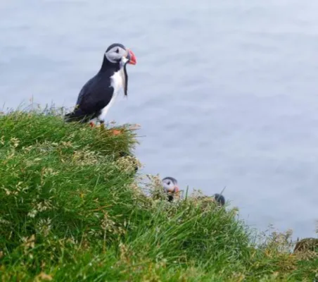 Ein Besuch auf der größten Vulkaninsel der Welt - ein Abenteuer für Groß und Klein Bild: Ein Besuch auf der größten Vulkaninsel der Welt - ein Abenteuer für Groß und Klein