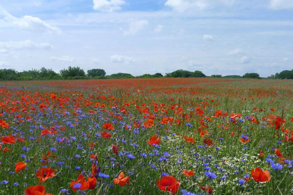 Das Netzwerk Blühende Landschaft setzt sich für mehr Blühflächen für Insekten ein.