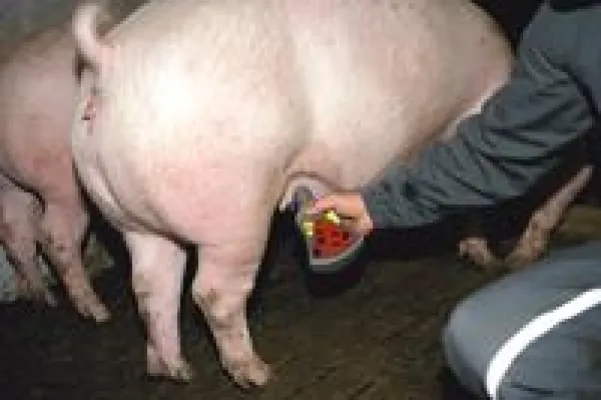 Bild: Ultraschalluntersuchung für die Sau