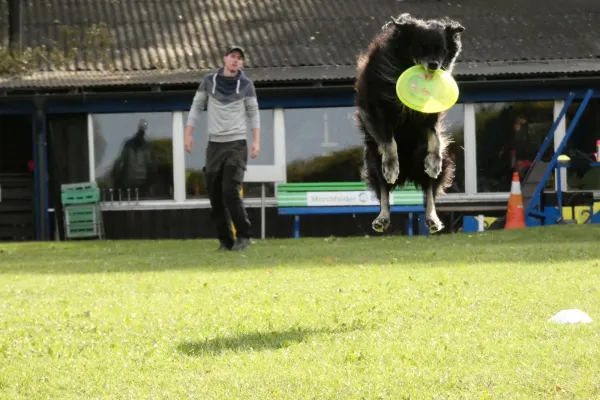 Bild: Ergebnisse der Österreichischen Dogfrisbee Meisterschaften 2019