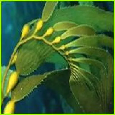 Bild: Pflege aus dem Meer – Thalasso für Zuhause