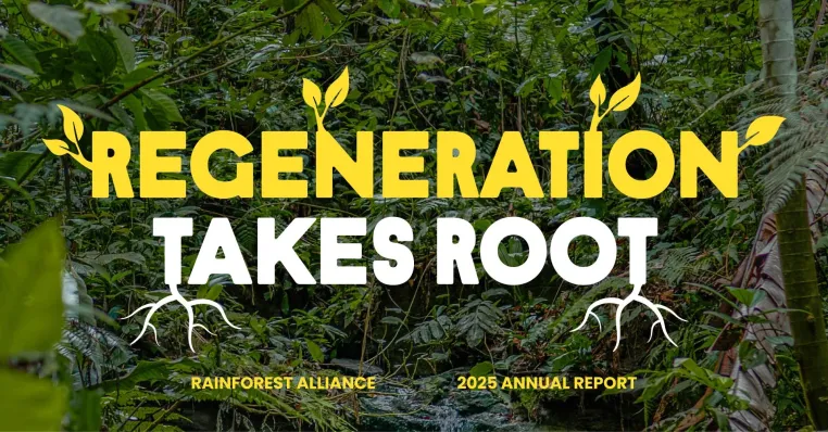 Bild: Rainforest Alliance veröffentlicht Jahresbericht 2025 – Organisation legt Zahlen zu Fortschritten vor Ort vor