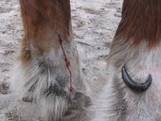 Bild: Blutegeltherapie – Kleine Vampire als tierische Co-Therapeuten