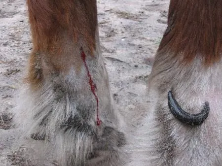 Bild: Blutegeltherapie – Kleine Vampire als tierische Co-Therapeuten