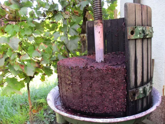 Bild: Cabaret Noir - die PIWI Alternative zum Cabernet Sauvignon 