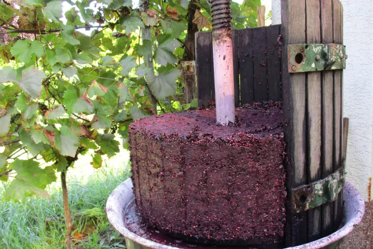 Bild: Cabaret Noir - die PIWI Alternative zum Cabernet Sauvignon 