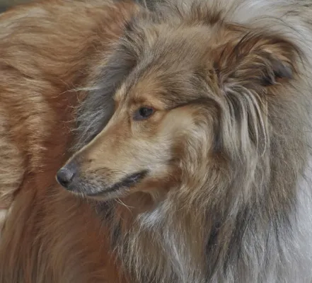 Bild: Hunde fotografieren, nicht knipsen – 2-tägiges „Grundseminar Hundefotografie“ in Hamburg