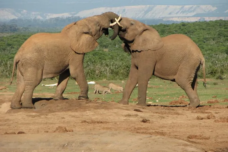 Wildnis oder Zivilisation – Gruppen-Rundreise verbindet Panorama Route, Krüger Park, Garden Route und Kapstadt Bild: Wildnis oder Zivilisation – Gruppen-Rundreise verbindet Panorama Route, Krüger Park, Garden Route und Kapstadt