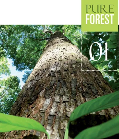 Holzfonds Pure Forest: BeteiligungsReport berichtet positiv Bild: Holzfonds Pure Forest: BeteiligungsReport berichtet positiv