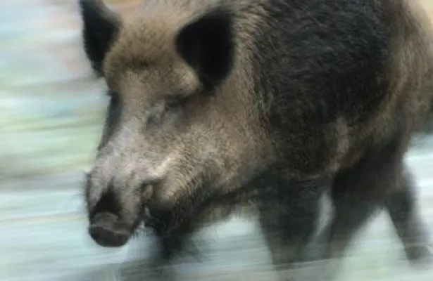 Bild: Praxisworkshop Naturfotografie - Wiehengebirge, Wald und Wildschweine