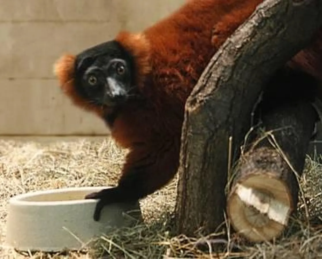 Neu: Rote Varis im Tropenhaus des Erlebnis-Zoo Hannover