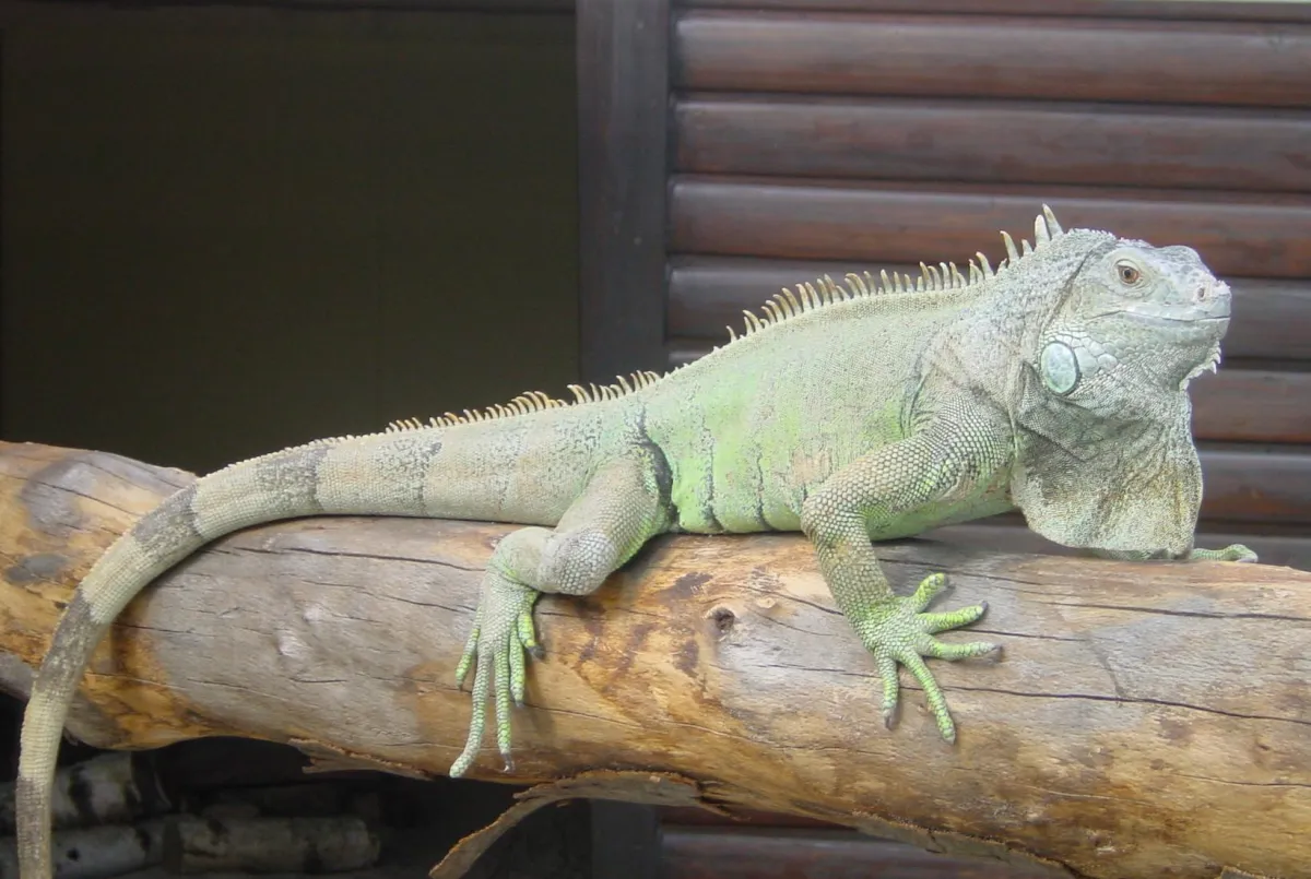 TERRA MATER Reptilienauffangstation