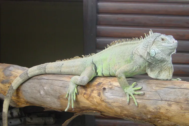Reptilien sind keine Kuscheltiere Bild: Reptilien sind keine Kuscheltiere