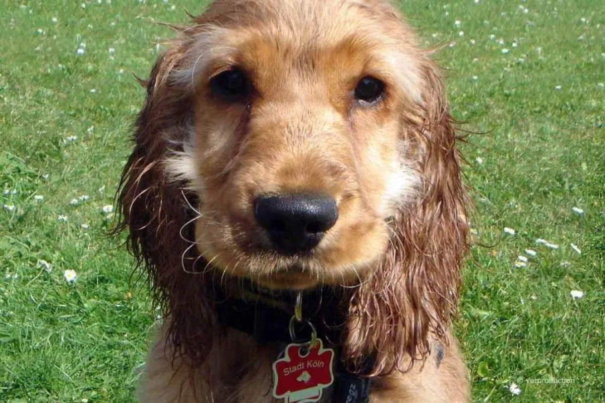 Jeder angemeldete Hund erhält eine persönliche Steuermarke. Foto: vetproduction