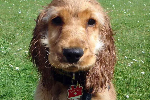 Bild: Hundesteuer – So melden Sie Ihren Hund an