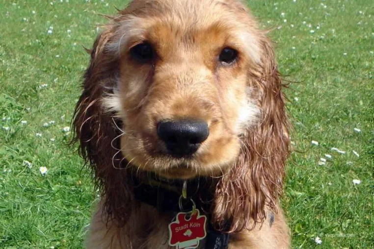 Hundesteuer – So melden Sie Ihren Hund an Bild: Hundesteuer – So melden Sie Ihren Hund an