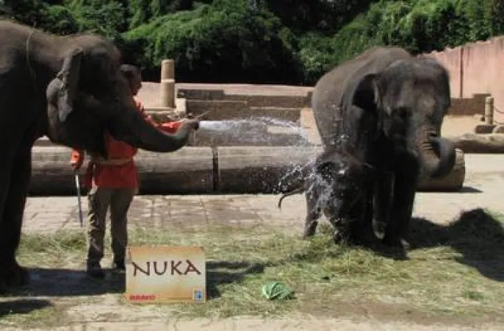 Bild: Kleiner Bruder „Nuka“ im Erlebnis-Zoo Hannover