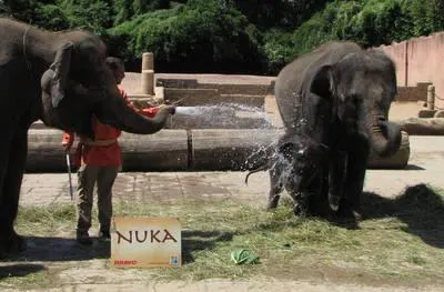 Bild: Kleiner Bruder „Nuka“ im Erlebnis-Zoo Hannover