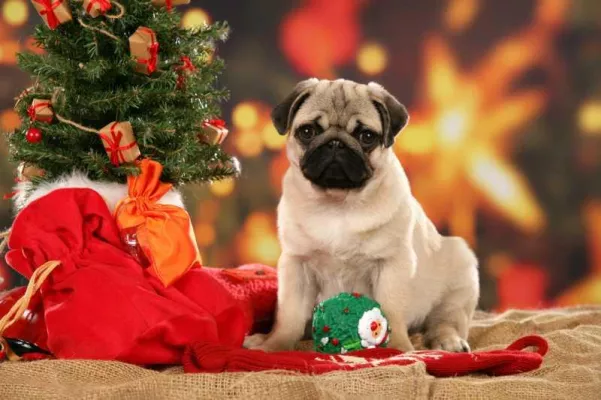 Bild: Weihnachten im Fressnapf - Tierliebe kennt keine Krise