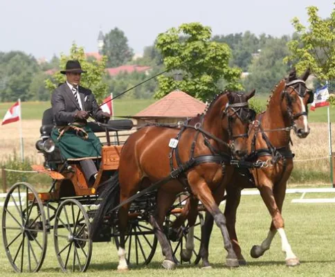 EM- und WM Qualifikationen in der Pferdesport-Arena Schildau Bild: EM- und WM Qualifikationen in der Pferdesport-Arena Schildau
