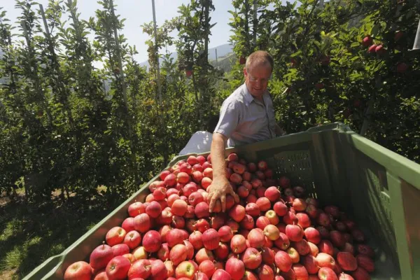 Hervorragendes Apfeljahr 2013 in Südtirol Bild: Hervorragendes Apfeljahr 2013 in Südtirol