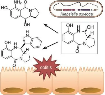 Bild: Bakterielle Toxine im Darm