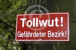 Der tödliche Biss - die Tollwut im medicalpicture Bildarchiv Bild: Der tödliche Biss - die Tollwut im medicalpicture Bildarchiv
