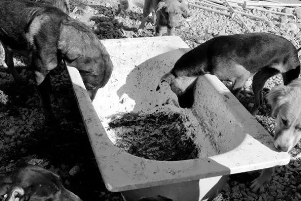 Horrorshelter Gladno Polje - der Kampf ums Überleben Bild: Horrorshelter Gladno Polje - der Kampf ums Überleben