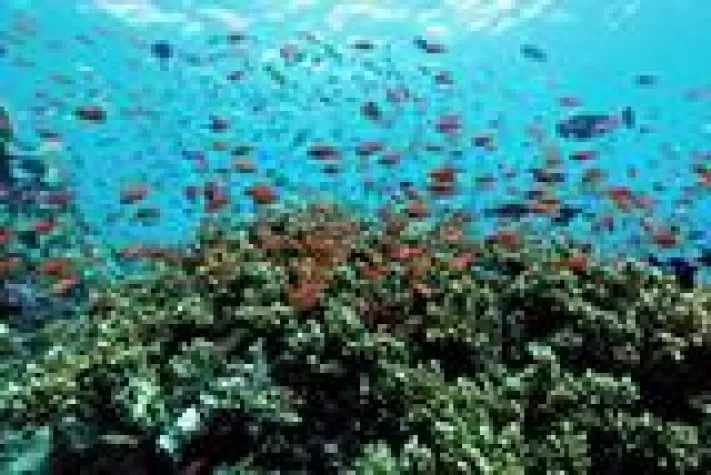 Bild: Atmosphere Hotels & Resorts begeistern mit einzigartigen Tauch- und Schnorchelspots