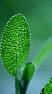 Bild: Wissenswertes über die Heilpflanze Salbei