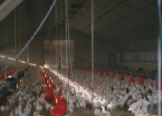 Vogelgrippe: Haltungsbedingungen auf dem Prüfstand Bild: Vogelgrippe: Haltungsbedingungen auf dem Prüfstand