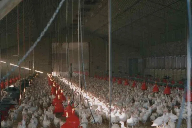 Bild: Vogelgrippe: Haltungsbedingungen auf dem Prüfstand