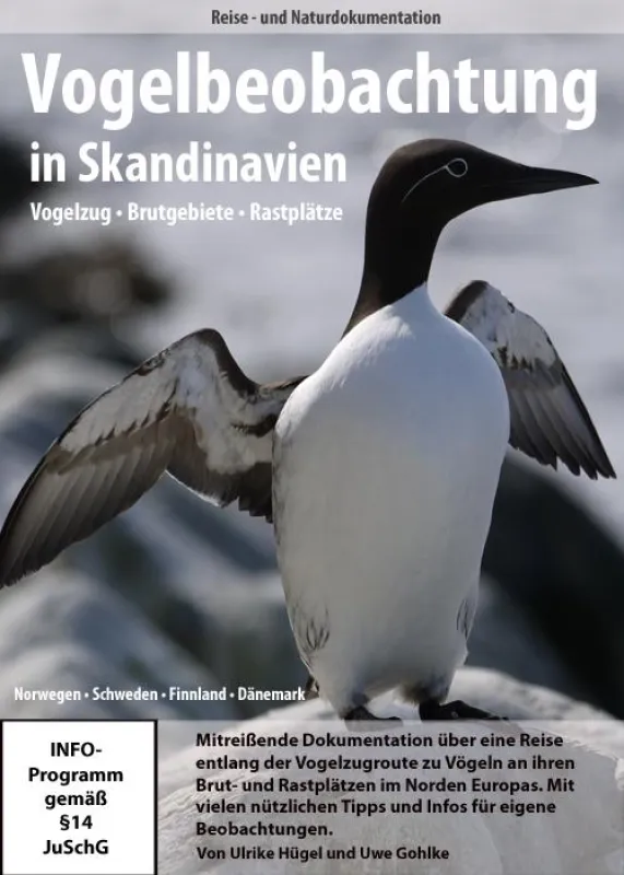 Ringellumme auf der Varangerhalbinsel in Nordnorwegen