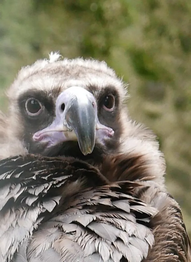 Ich bin Blacky, Georgs Freund